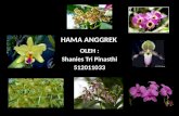 Hama Anggrek (Shanies Tri Pinasthi 512011033)