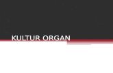Kultur Organ
