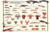 Tugas Prentasi Avertebrata Crustacea