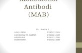 Monoklonal Antibodi