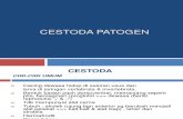 cestoda patogen ( Versi 1 )