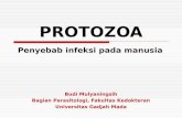 Protozoa 1.ppt