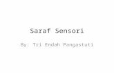 Saraf Sensori (Nyeri).ppt
