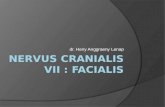 Nervus Cranialis VII