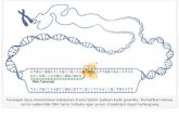Cara Pembacaan Transkrip DNA Dan RNA