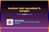 1. Anatomi Alat Reproduksi & Panggul_WDD