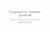 Trigonella foenum-graecum.ppt