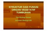 struktur & fungsi organ vegetatif tumbuhan.pdf