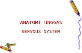 Anatomi Unggas Nervous