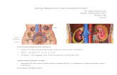 Renal Phisiology and Haemodynamics