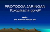 Protozoa Jaringan Tox