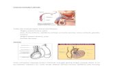 Anatomi Genital Pria