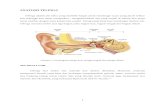Refarat anatomi telinga & speech delay.doc