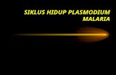SIKLUS hidup Plasmodium