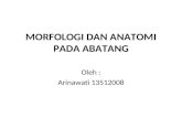 Biologi - Morfologi Dan Anatomi Pada Batang