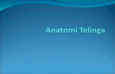 Anatomi Telinga Dan Lidah Ppt Skenario 4 Blok 19