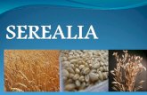 Teknologi Produksi Tanaman Kelas K Cereal Crop