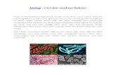 ATT_1357009349112_Biologi-Bakteri Struktur Dan Cri-ciri