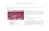 Histology Kelenjar Adrenal