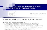 88679417 Anatomi Fisiologi Sistem Urinaria