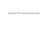 Classis Monocotyledoneae