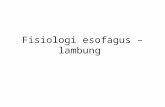Fisiologi esofagus –lambung