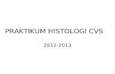 Ppt Histologi Cvs