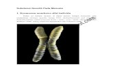 Subtansi Genetik Kromosom Manusia