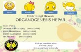 BIOUnnes_Organogenesis Hepar