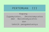III.kapang (Zygomycetes, Deuteromycetes Dan Basidiomyacetes) Dan Teknik Pengamatannya