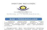 Anatomi Maternal