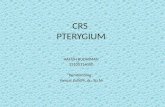 CRS Pterigium