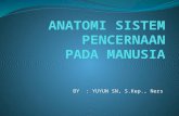 Anatomi Sistem Pencernaan[1]