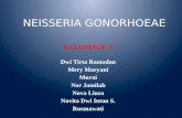 neisseria gonorhoeae