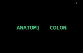 Anatomi Colon Rndta 2