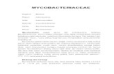 BAKTERIOLOGI Mycobacteriaceae