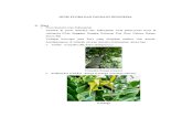 Jenis Flora Dan Fauna Di Indonesia