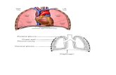 Anatomi Pleura