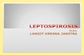 Leptospirosis New