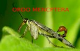 Ordo Mencptera entomologi