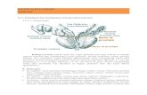 Skenario 3 Urin -Fadli- PDF
