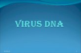 Virus Dna Psik c