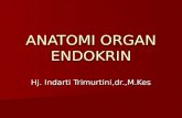 Anatomi Organ Endokrin