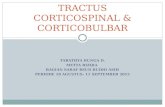 Tractus Corticospinal & Corticobulbar