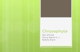 Chrysophyta PPT Fix