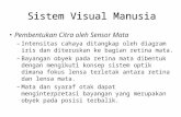 Sistem Visual Manusia