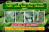 Ekspresi gen  Turnip Mosaic Virus  (TuMV) pada Sawi Cina ( Brassica rapa )
