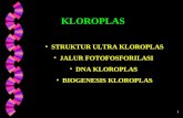 STRUKTUR ULTRA KLOROPLAS   JALUR FOTOFOSFORILASI    DNA KLOROPLAS    BIOGENESIS KLOROPLAS
