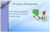 Phylum Arthopoda