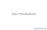 Paku (Pterydophyta)
